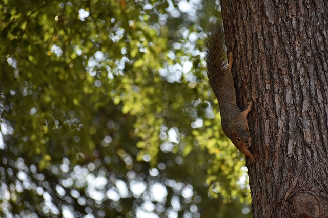心勃勃的目 心勃勃的目